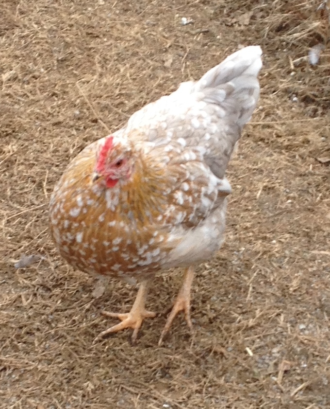 Young pullet