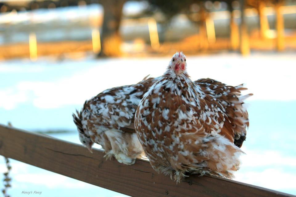 young pullets Daphne and Dorothy