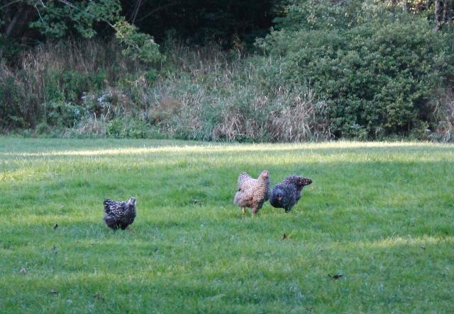Young pullets free ranging