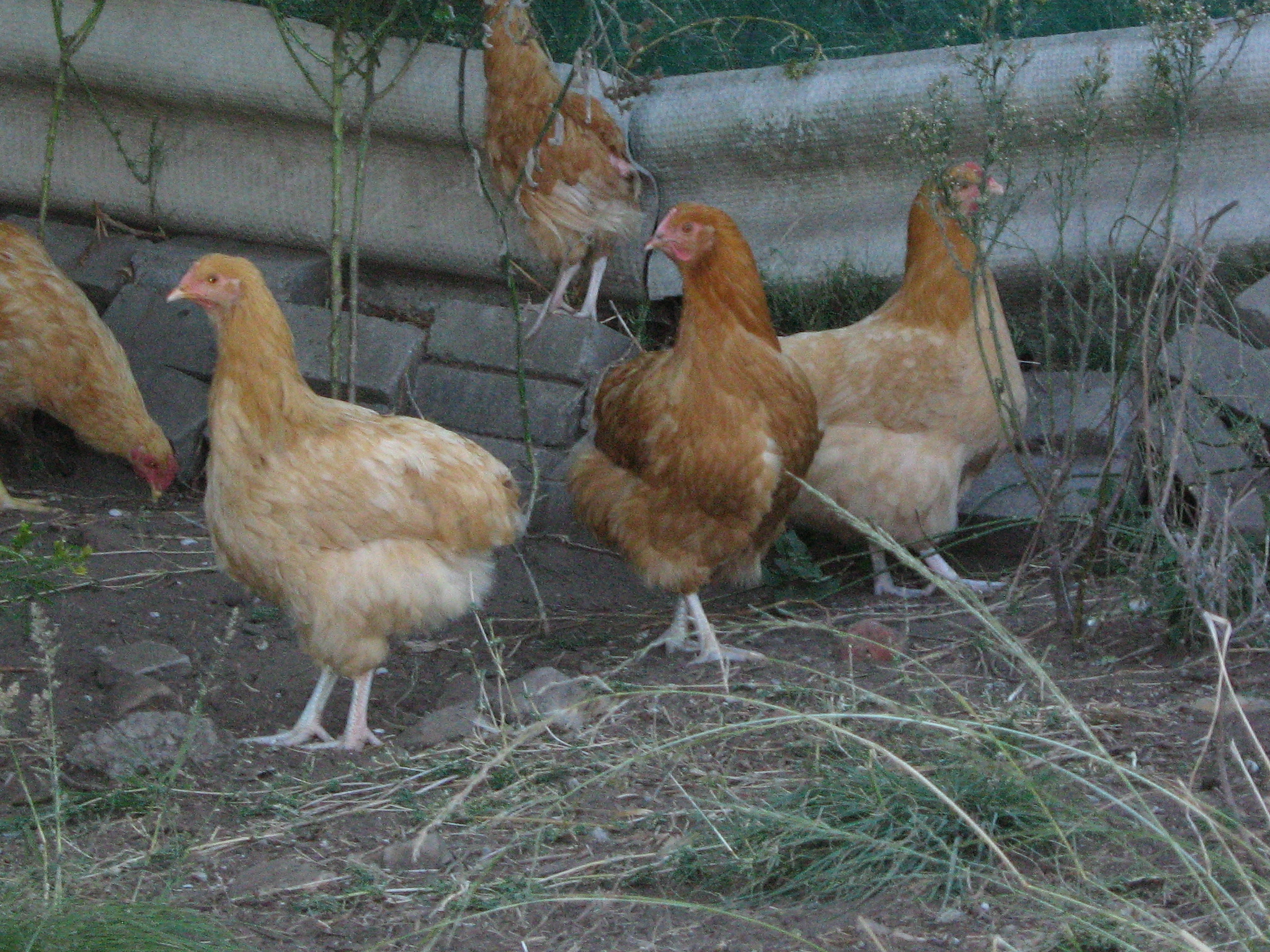 young pullets