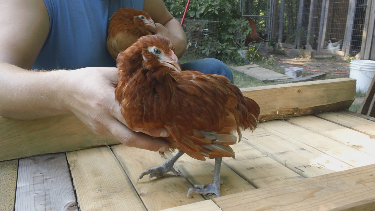 Young Red Project Pullet