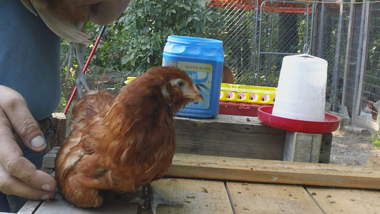 Young Red Project Pullet