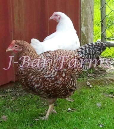 Young Rhodebar cockerel