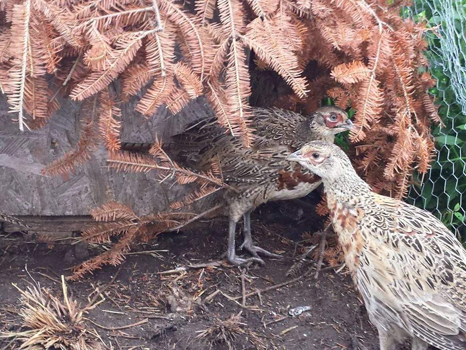 Young ringneck pheasants