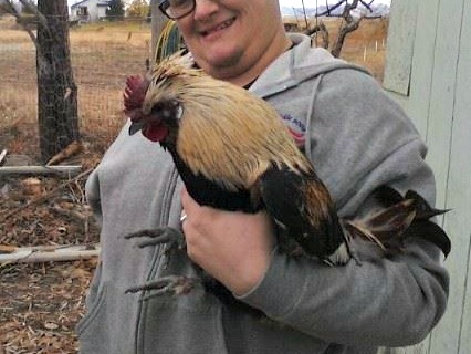 Young roo 'Sir Fugly von Pumpkin'. Obtained from a neighbor. He escaped 'freezer camp' because her daughter was attached. They said he was 'frickin' ugly' thus the name, but I find him charming and hysterically funny.

He's got some Silkie in him (black skin, turquoise earlobes, silkie feather texture, 5 toes on each foot et al) and some Aracauna/Ameraucana in him (ear tufts, muff), plus who knows what else, but he's not a bad size and he's got a very nice personality.