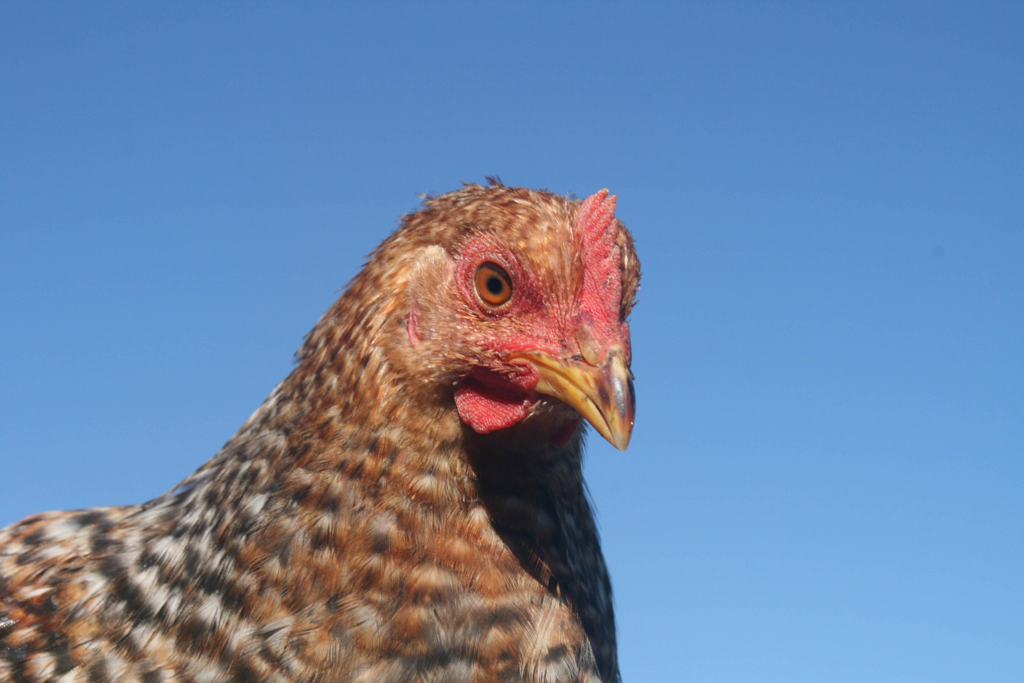 Young rooster Misty