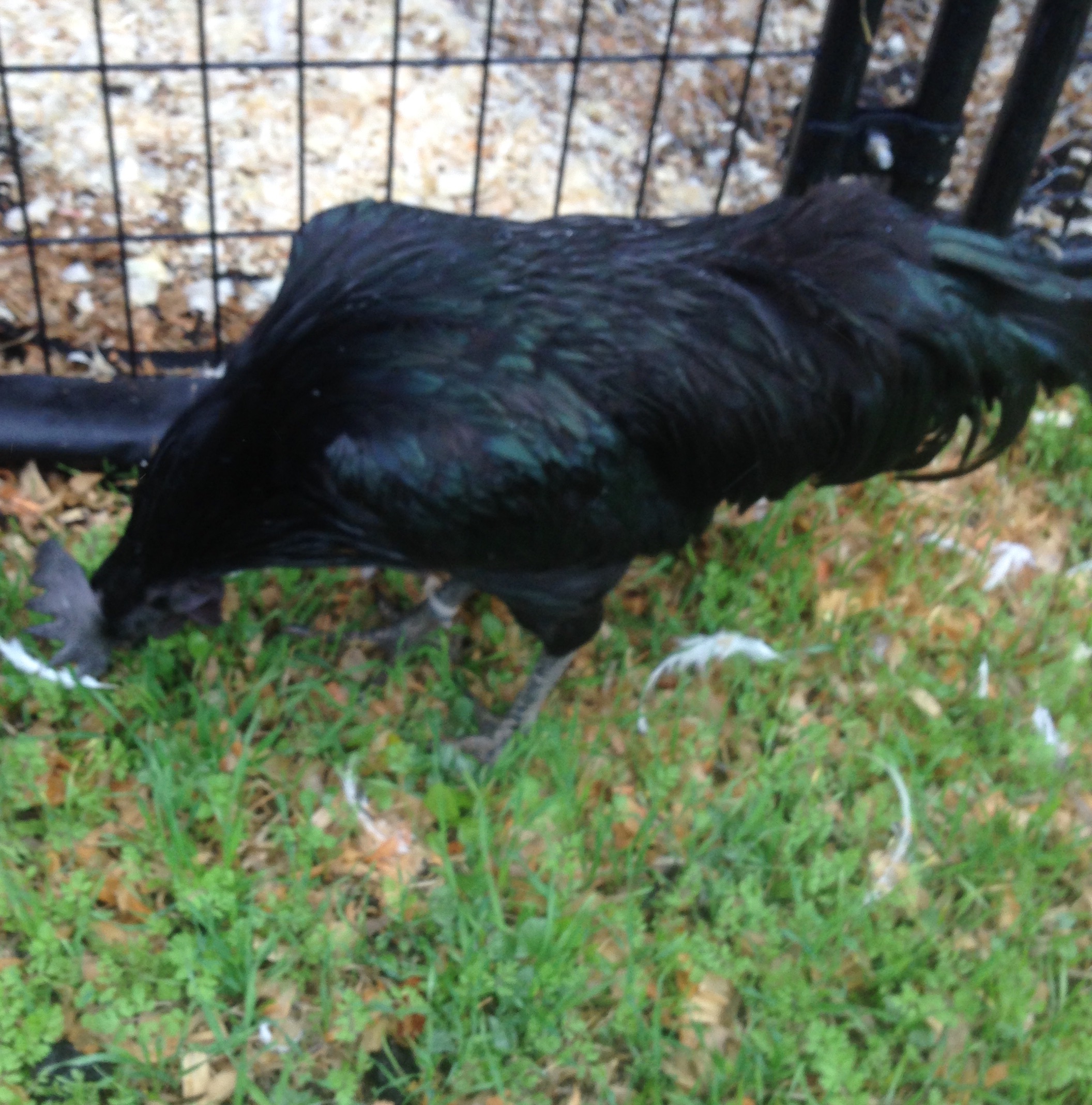 Young rooster's green plumage