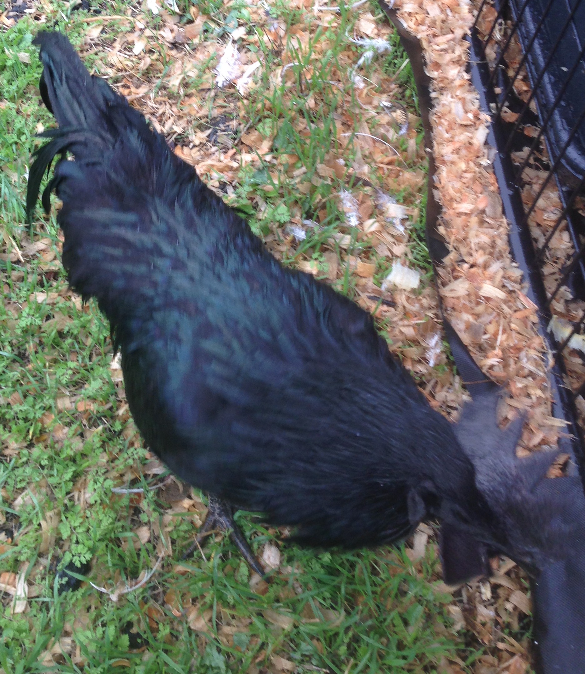 Young rooster's green plumage