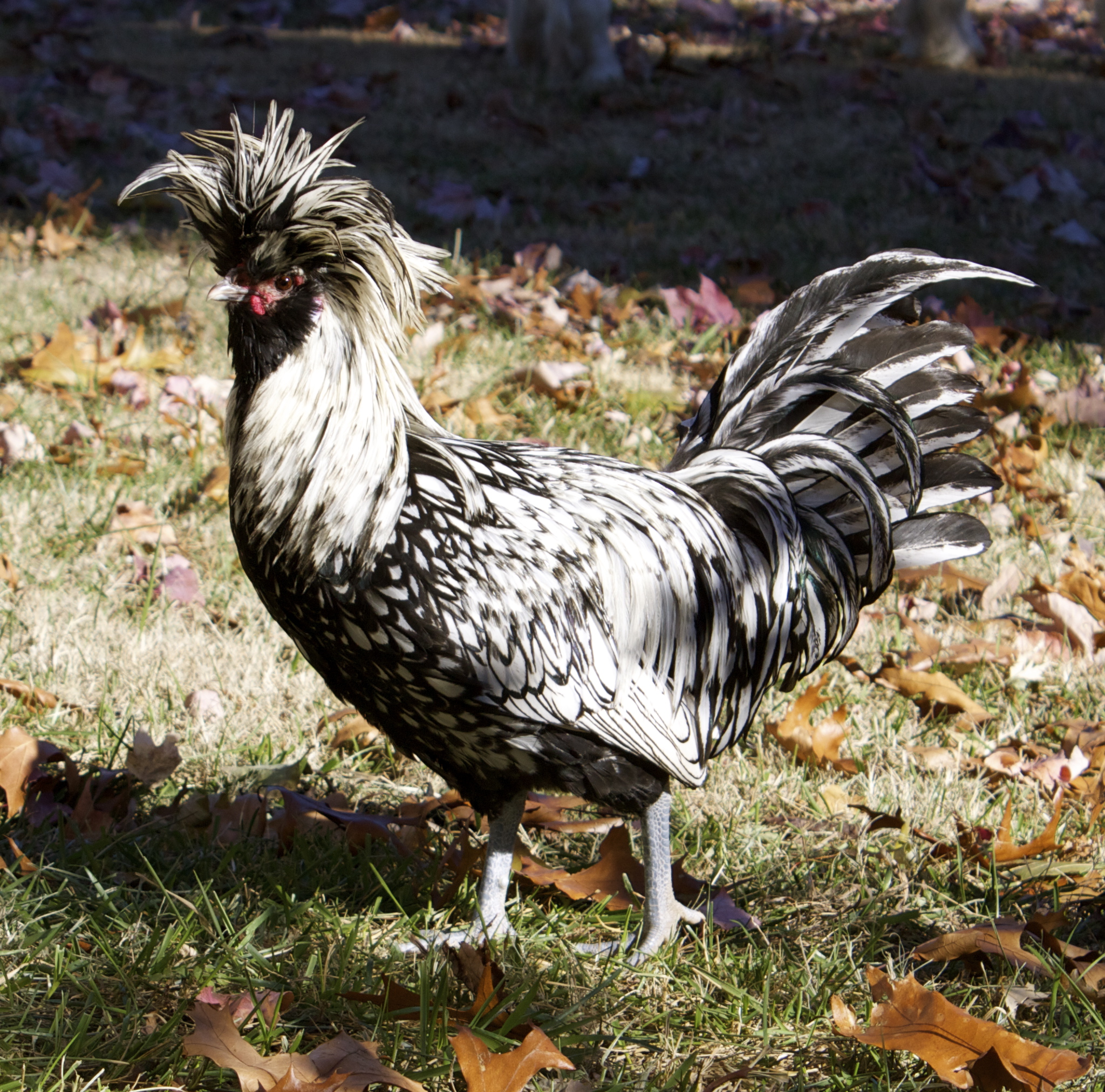 Young Silver Laced Polish Rooster, "Bubblehead" great attitude and bird all around!