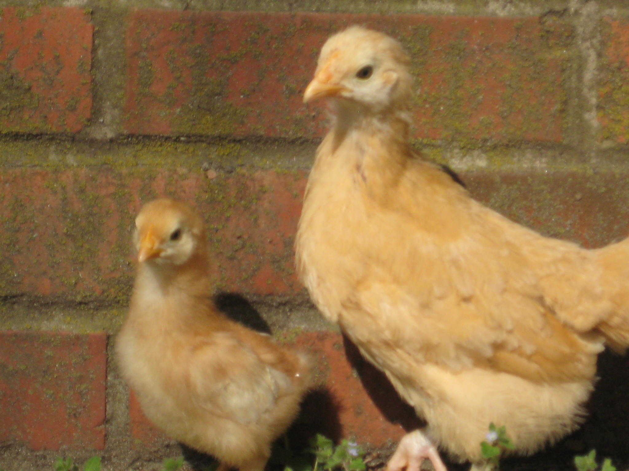 Younger Golden Comet daughter named Cookie, imitates everything Monica, the Buff Orpington does.