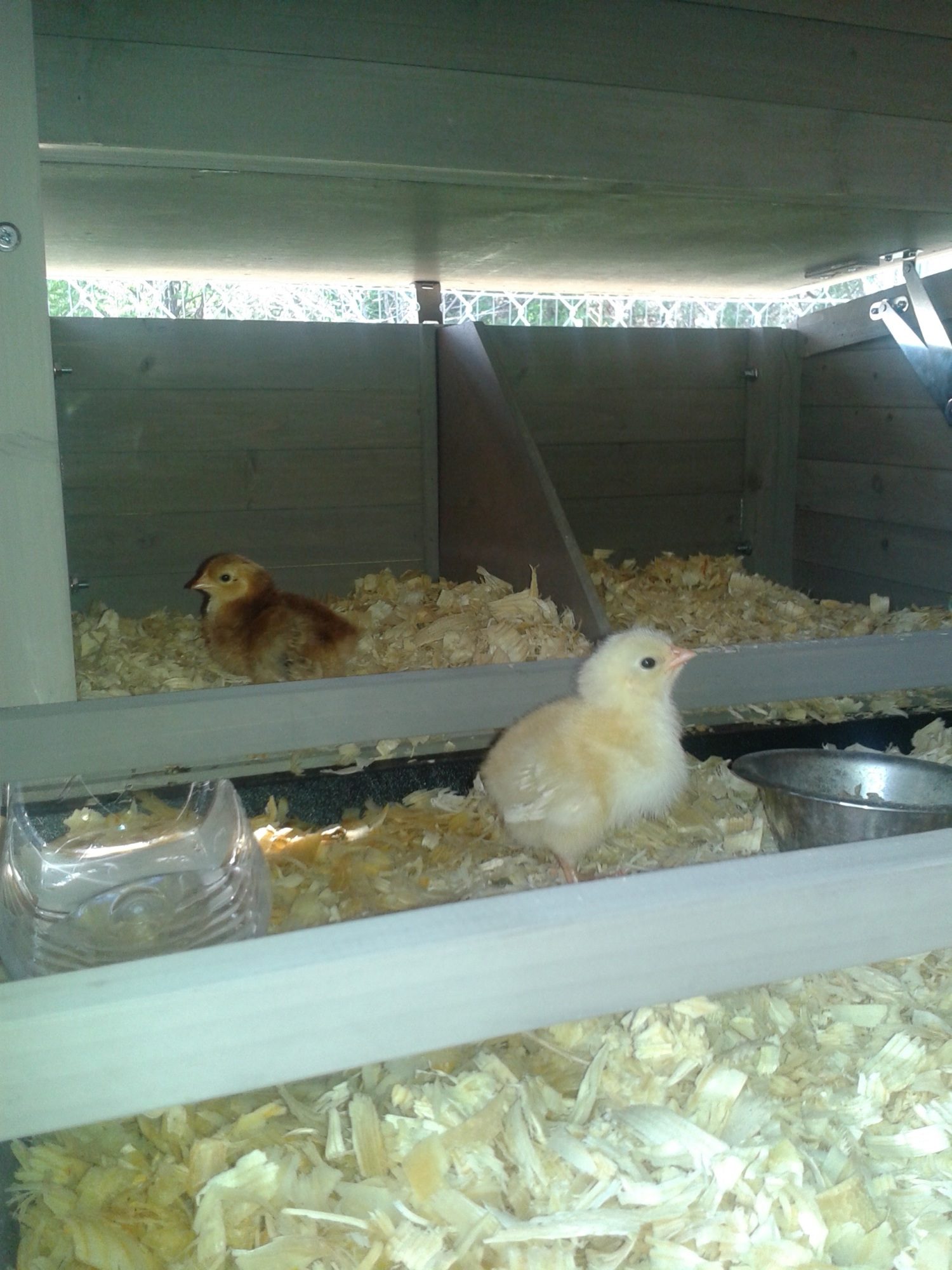 youngest chicks in top of coop