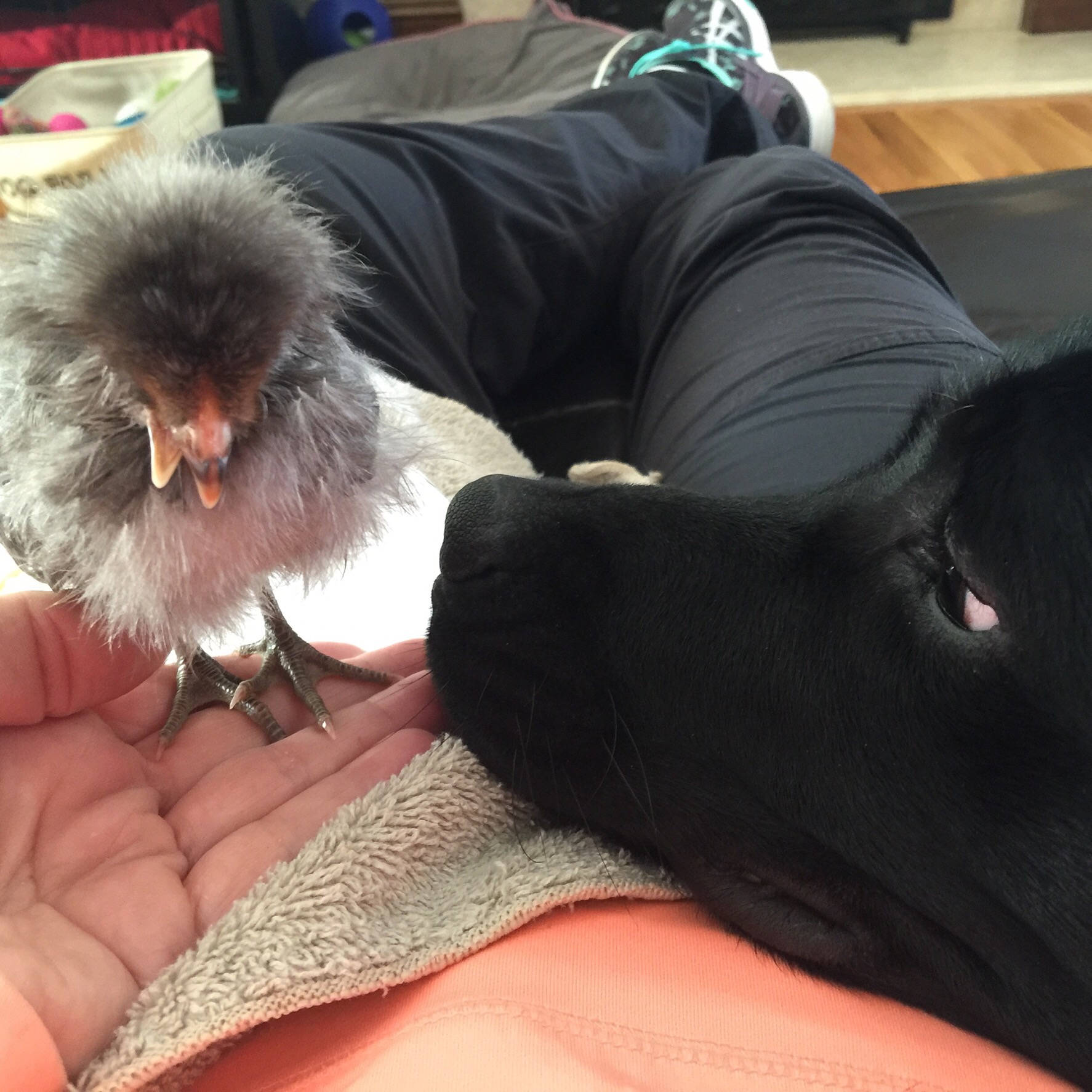 Yulia while hand feeding Rosie