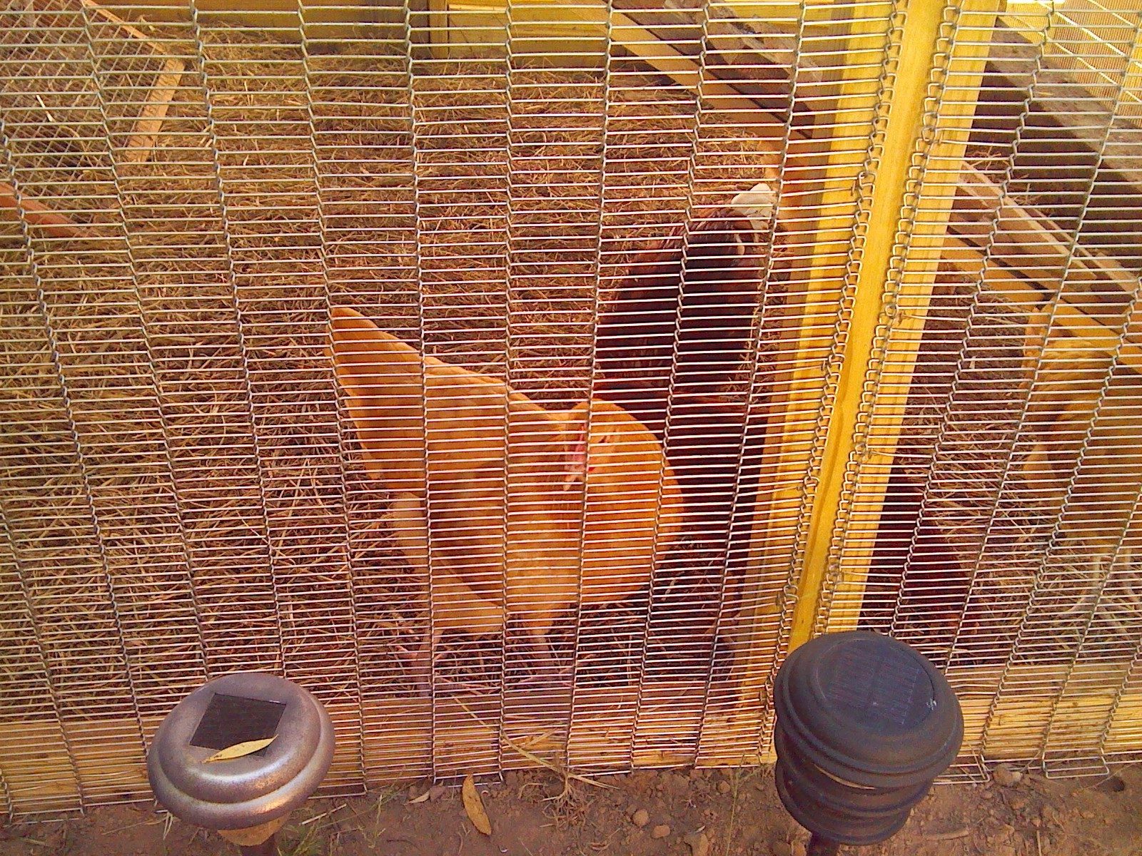 yup,we chicken's are moving on up