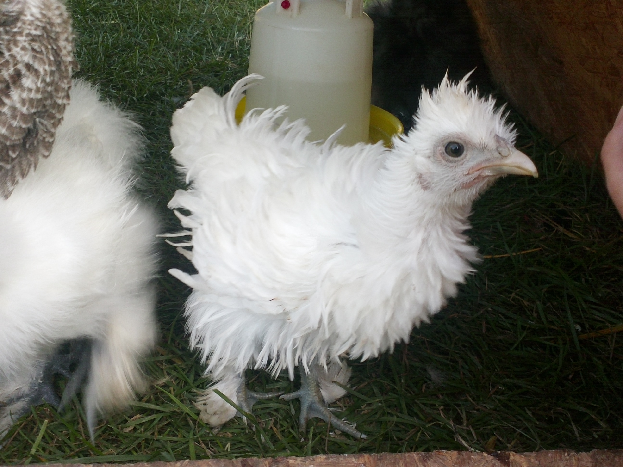 Zarria asking for treats