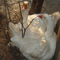 ZC