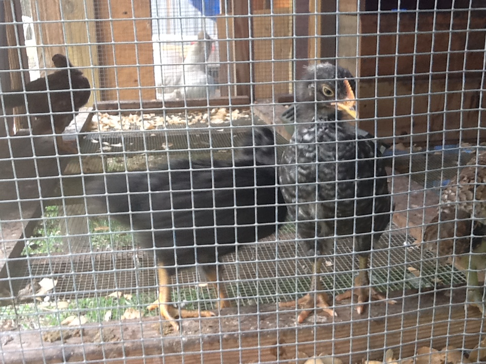 Zebra in the front and Matilda on his left