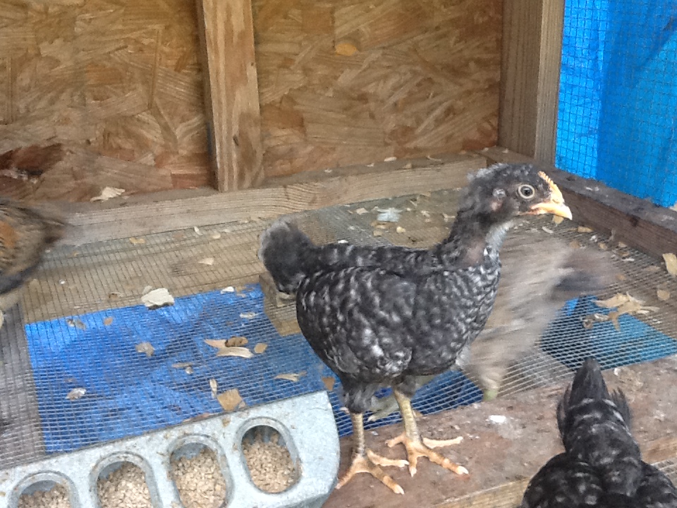 Zebra  thought male because he was lighter than Matilda but it is a pullet
