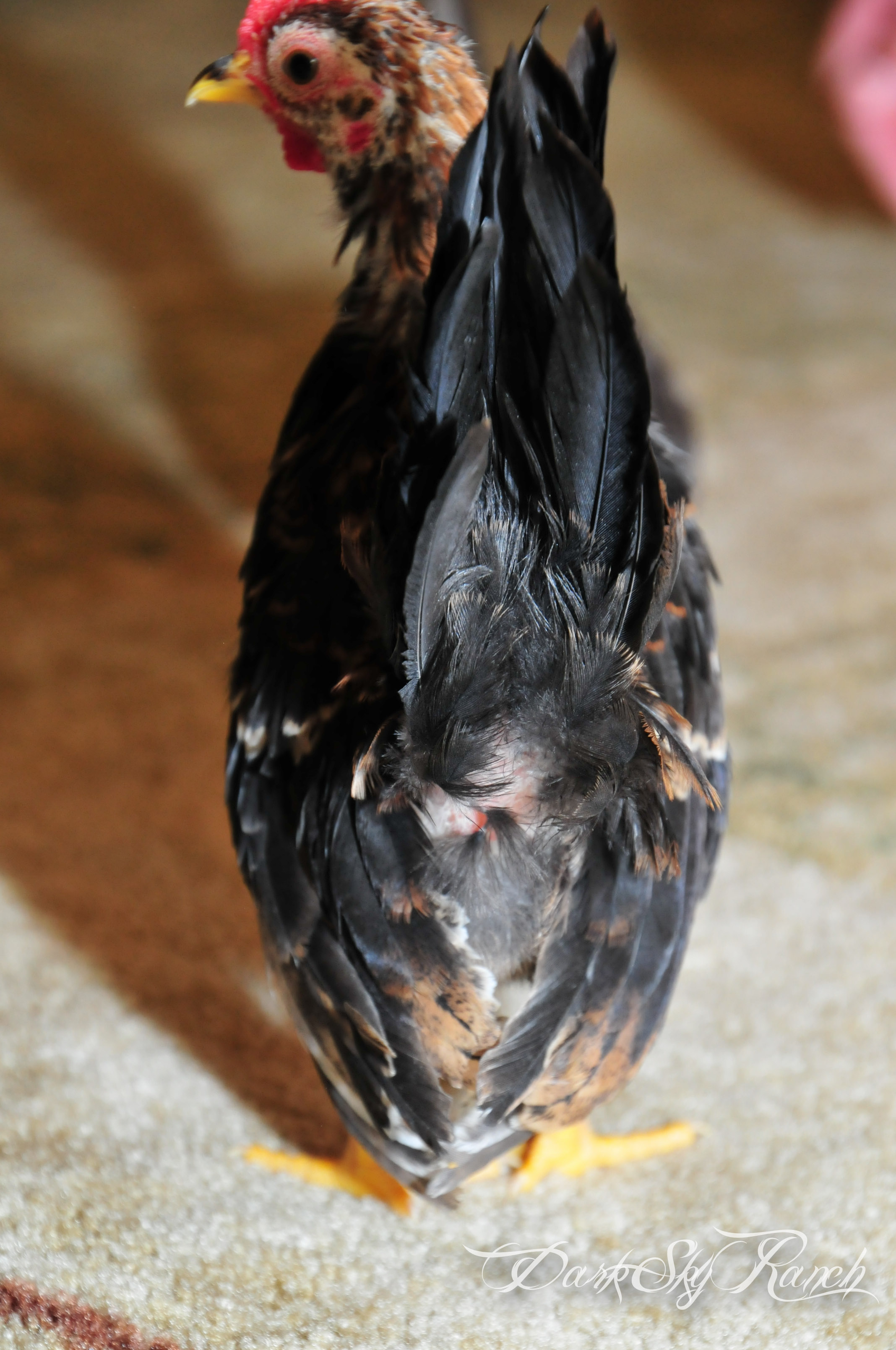 Zero, Serama, 12 weeks.
