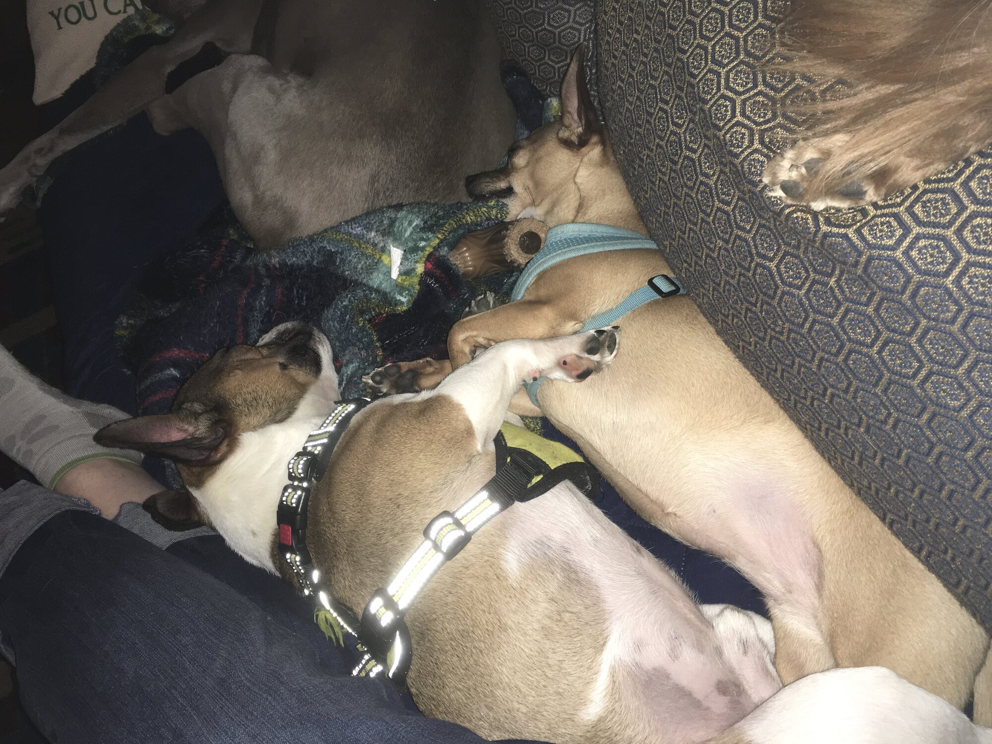 Zeus and Peep