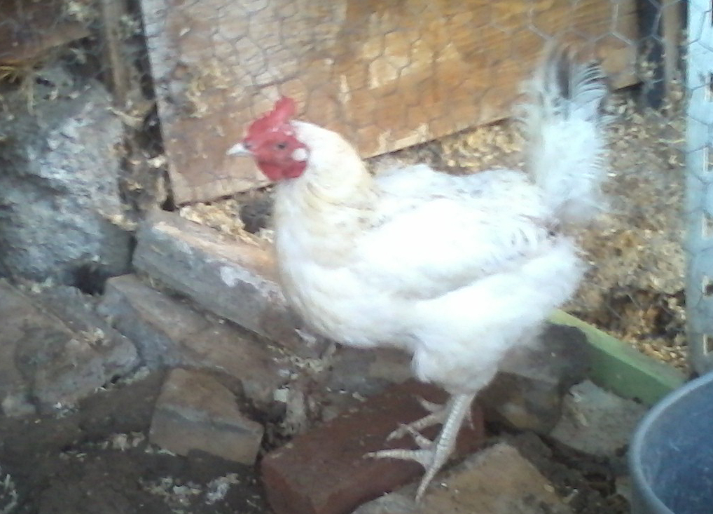 ZhaZha I thought was a Delaware at first. She's a cutie. She is due for some new feathers soon and has possibly been pecked on by mean old Blondie. I hope molting is coming soon. I just discovered she might be a white Araucana. Rare. Exciting. Olive green eggs~