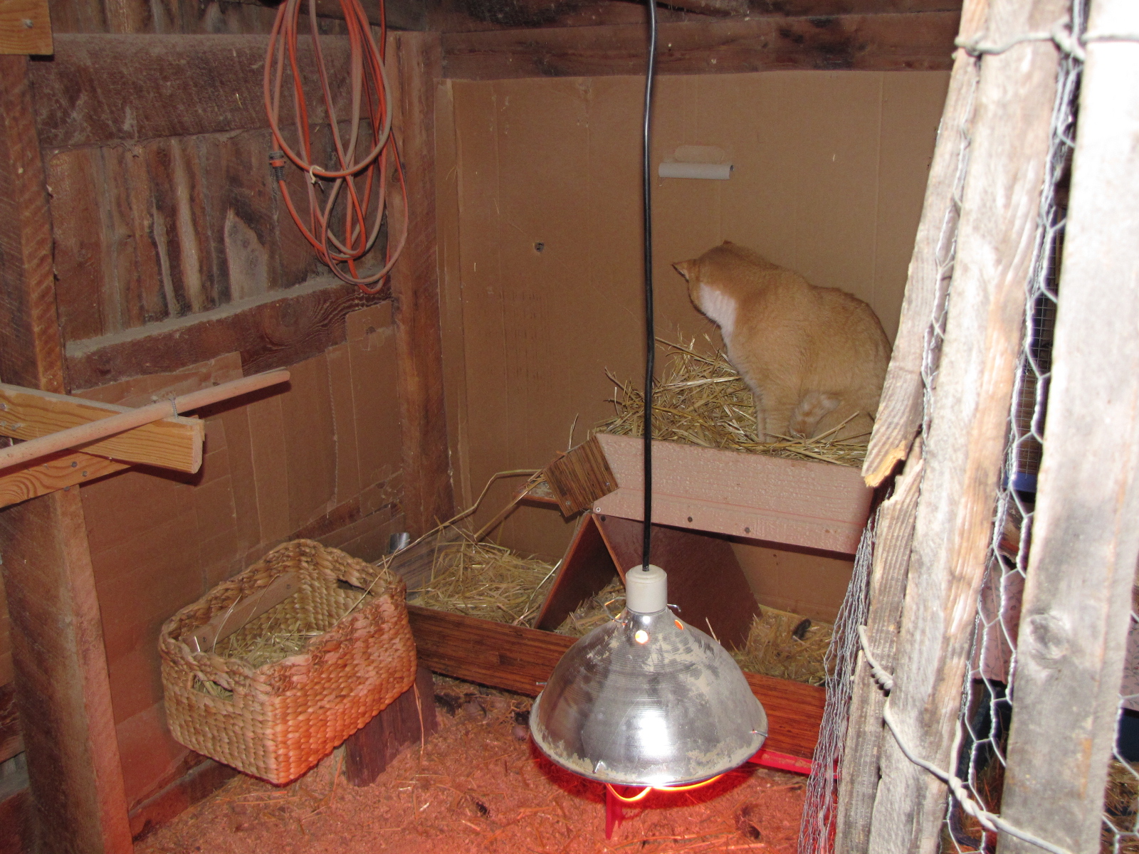 Ziddler catching mice in the nest boxes.