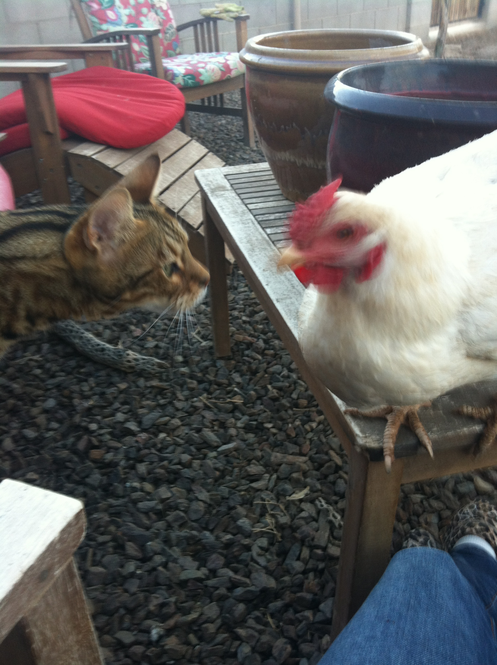 Ziggy and Alfredo