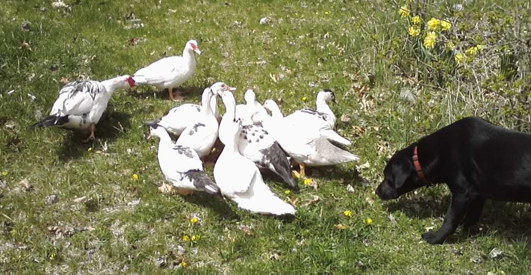 Ziggy checking out the Muscovy ducklings.