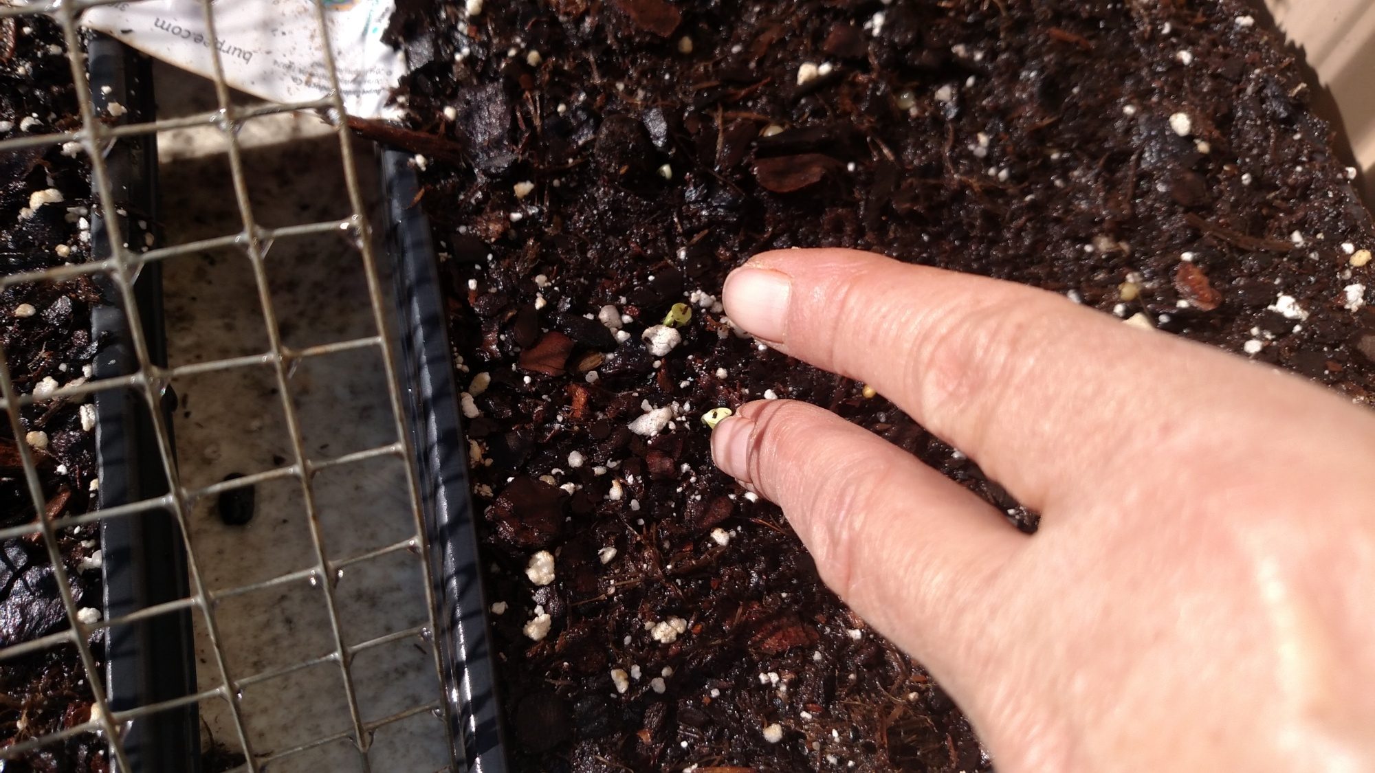 Zinnias popped up overnight :)