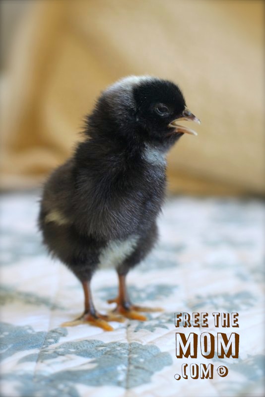 Zippy (Barred Plymouth Rock)