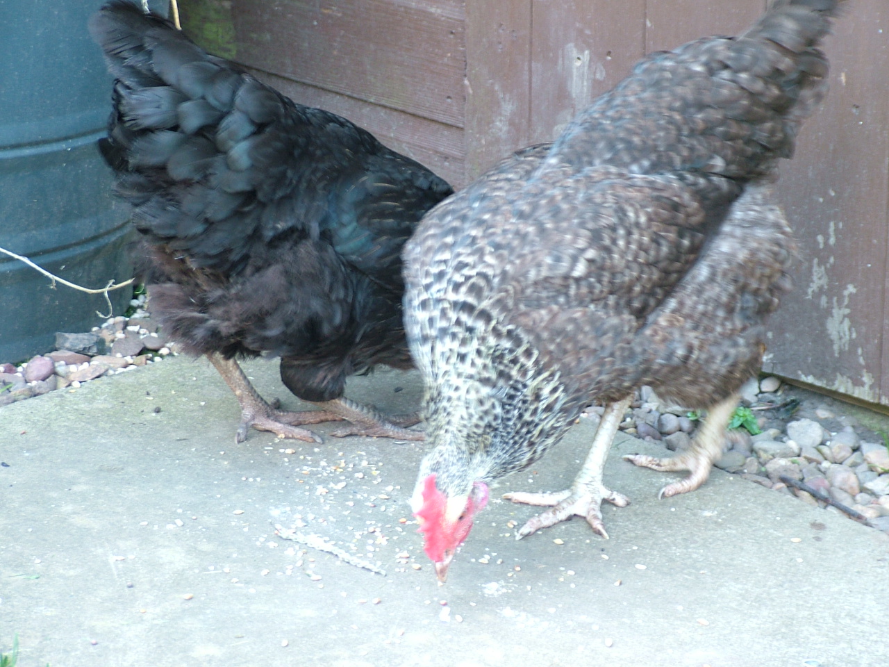 Zoe (Black Rock) and one of our newest - Connie (Grey Speckledy).