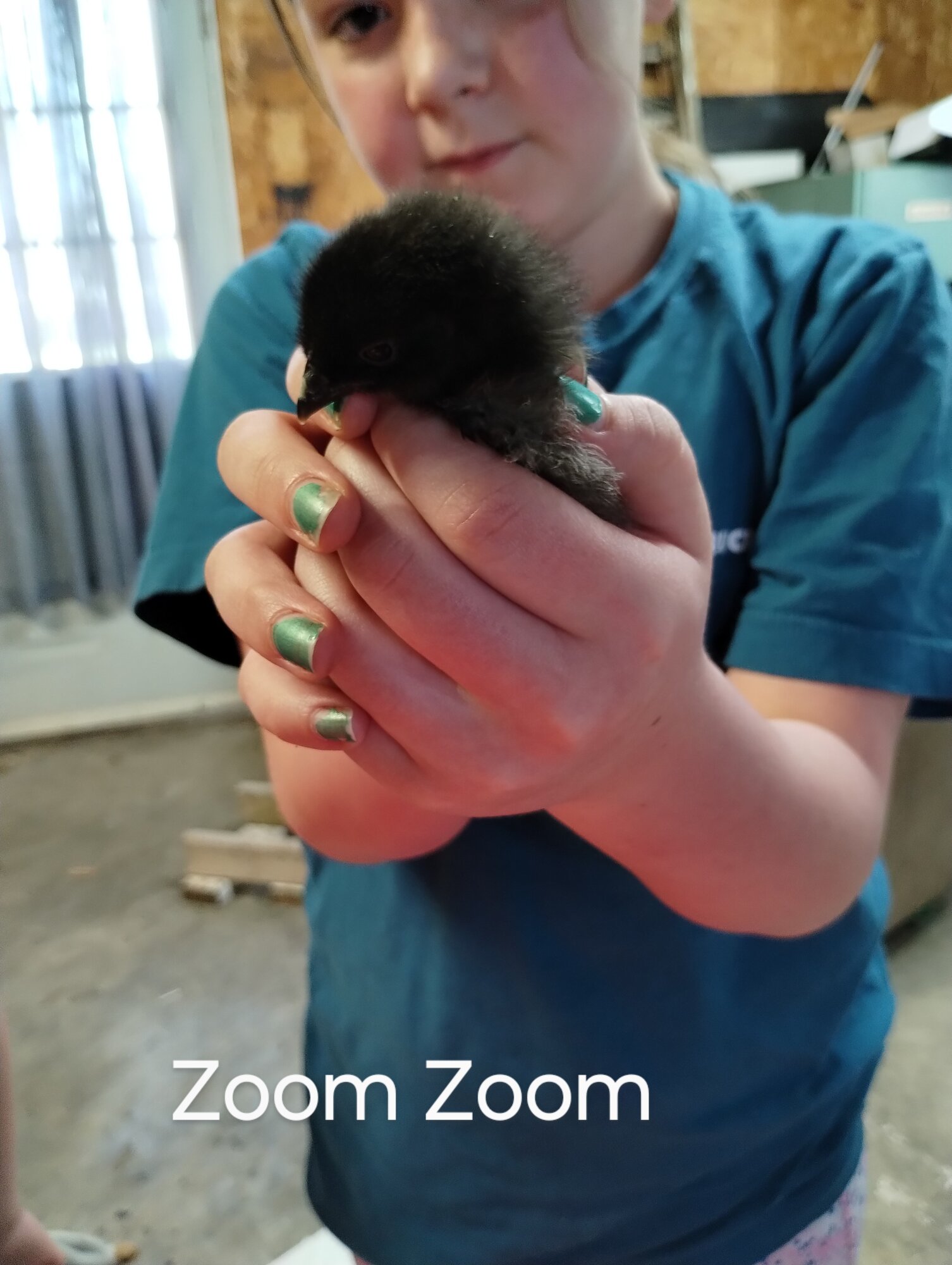 Zoom Zoom