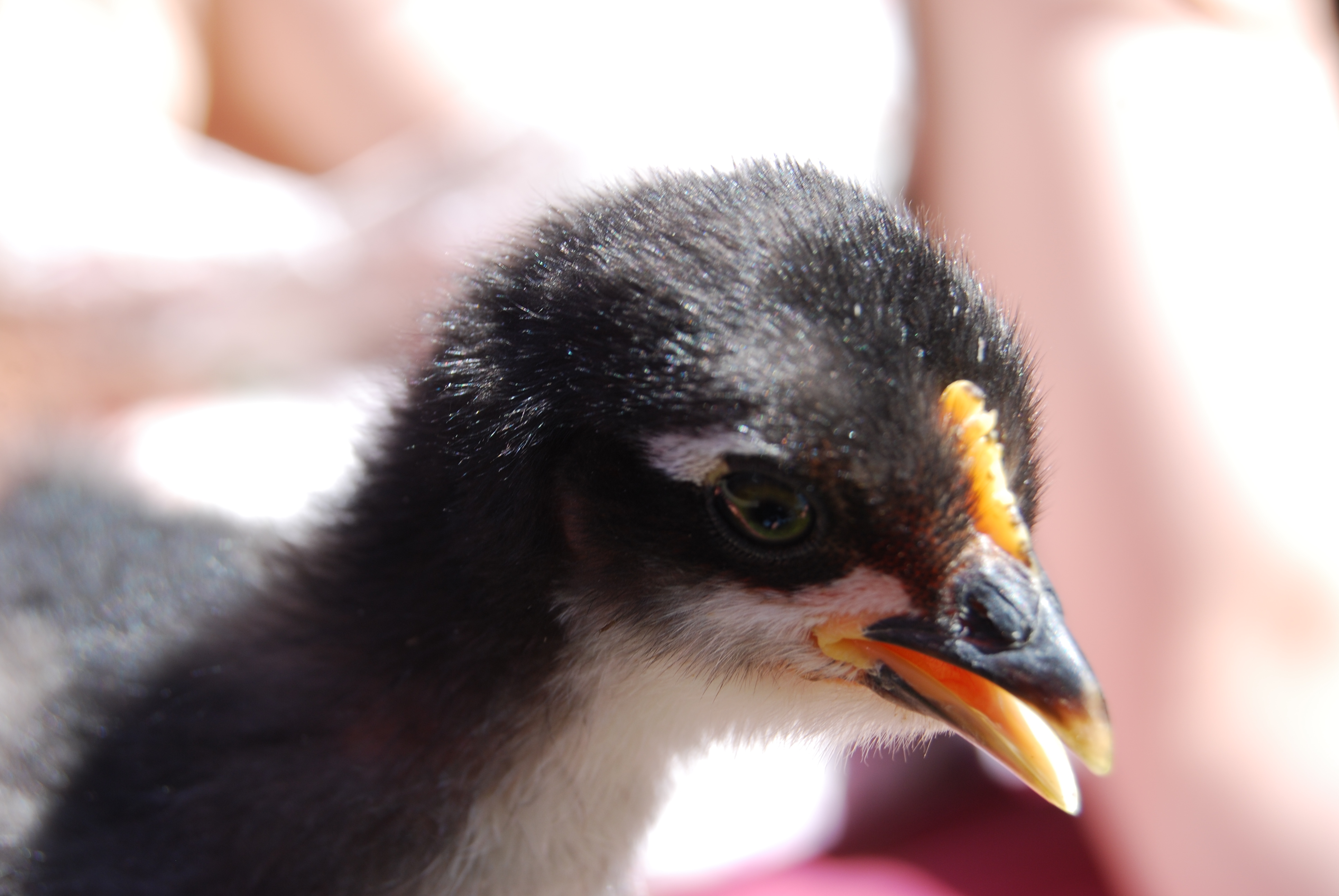 Zoria- 2 week old frizzle-gene cochin