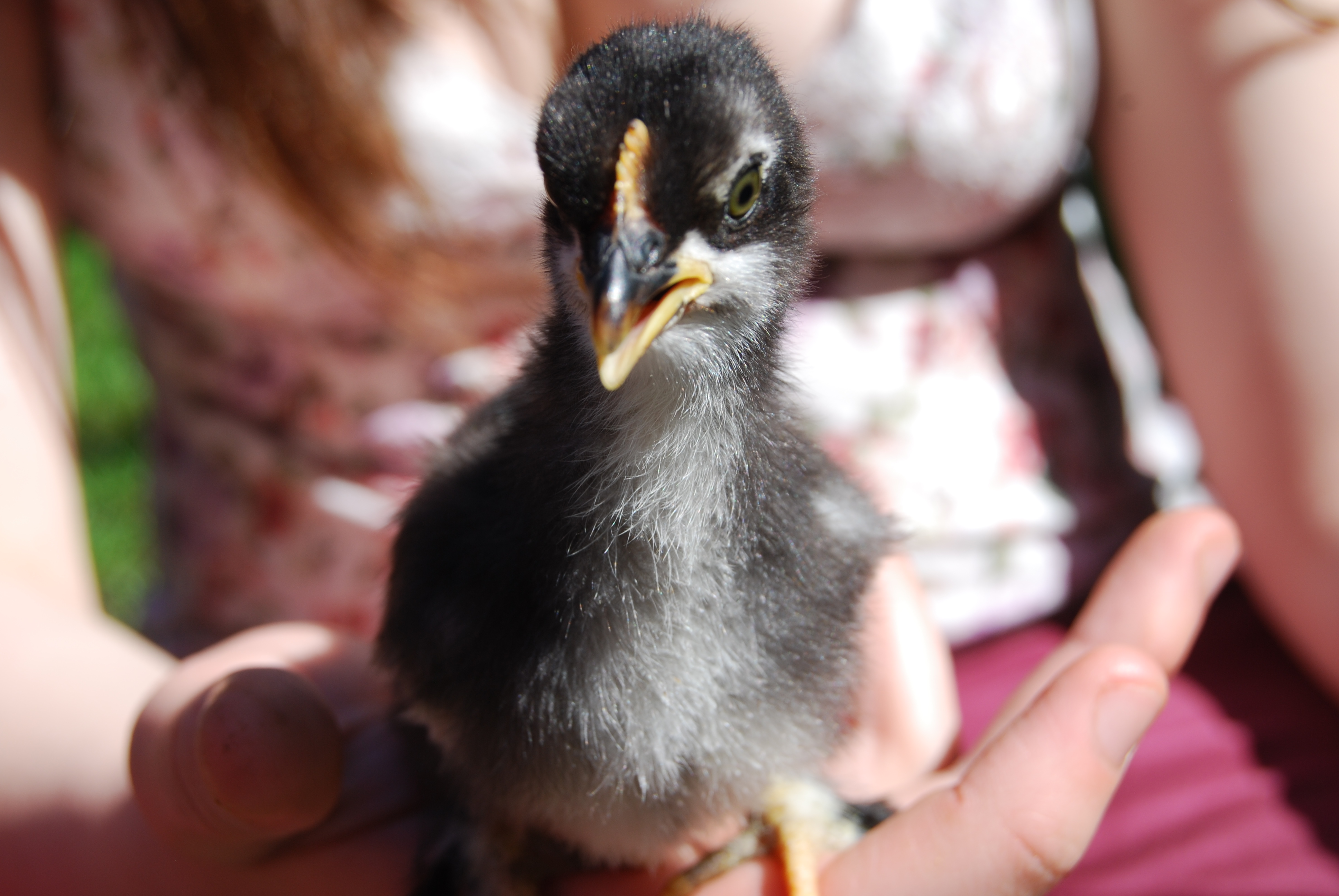 Zoria-2 weeks. frizzle-gene cochin