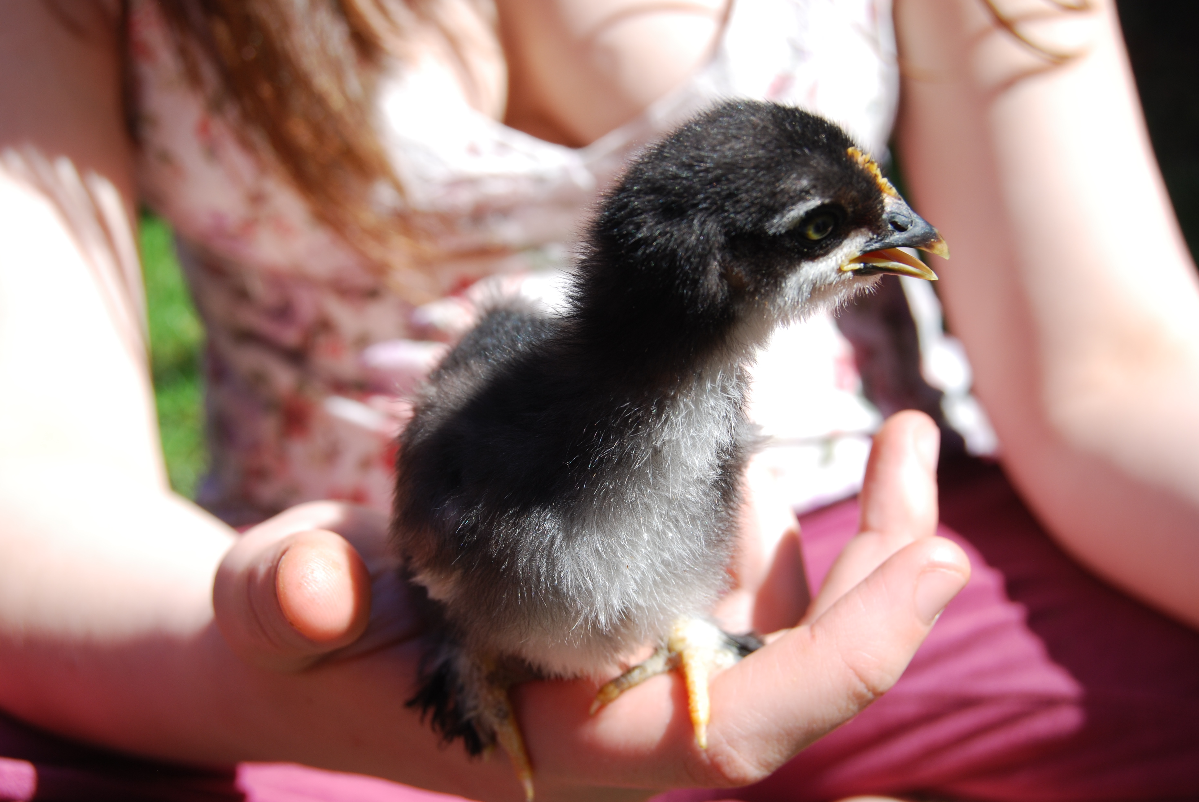 Zoria 2 weeks.