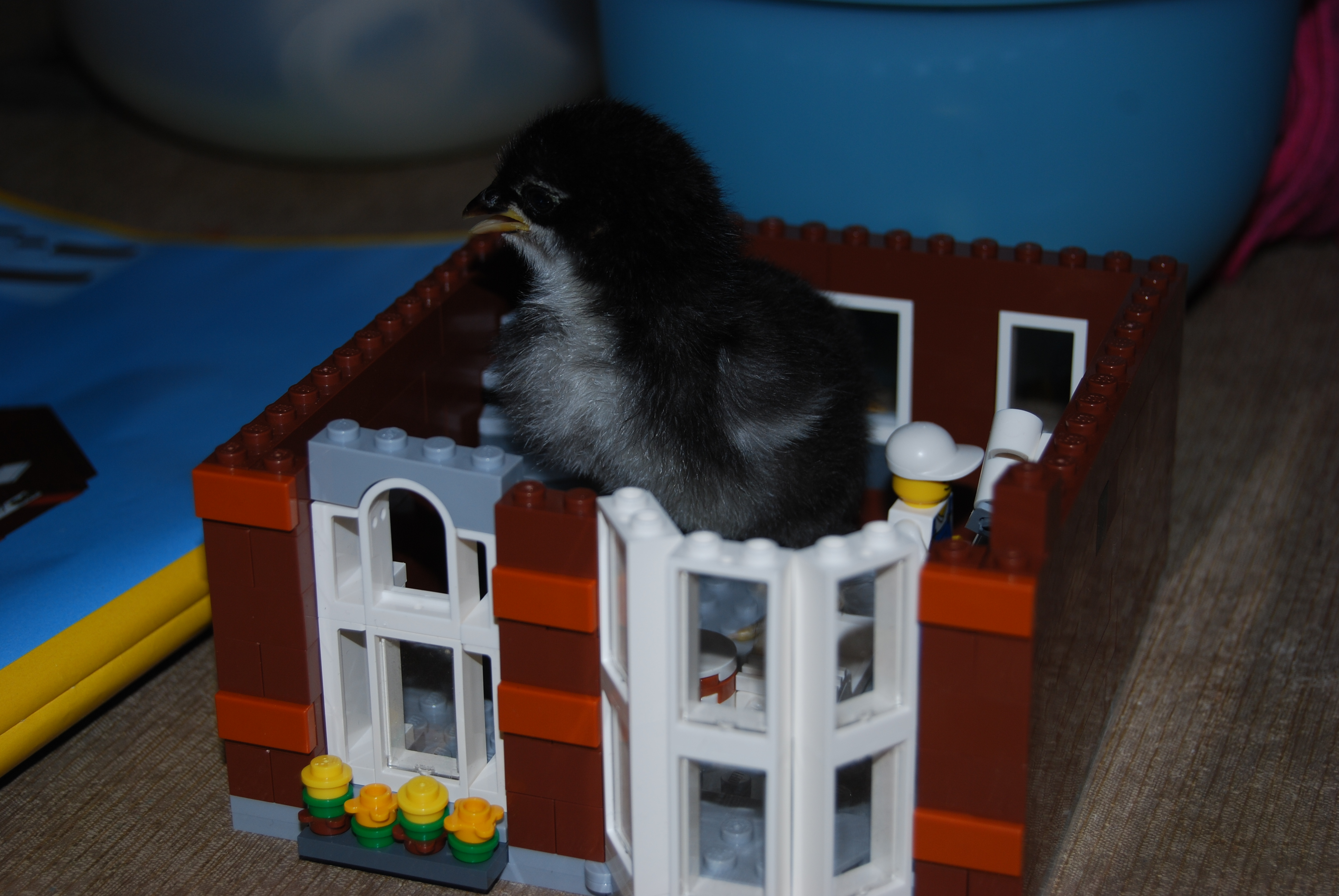 Zoria checks out her options.