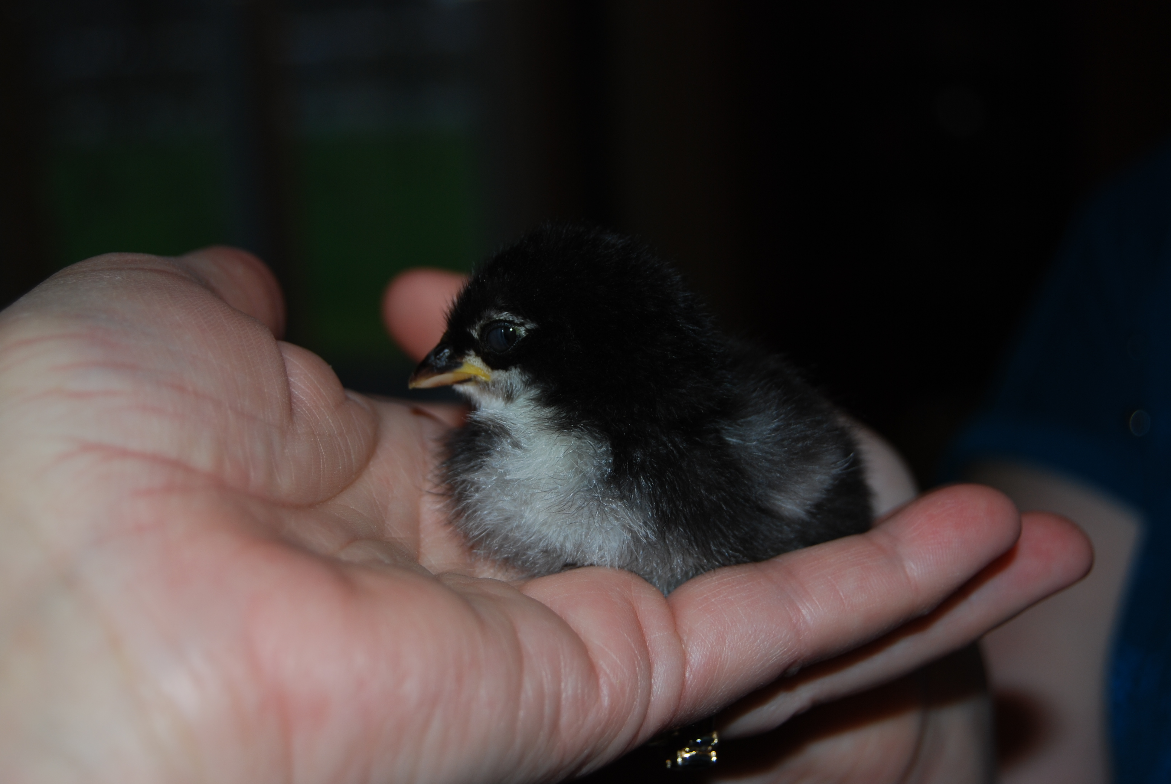 Zoria...frizzle