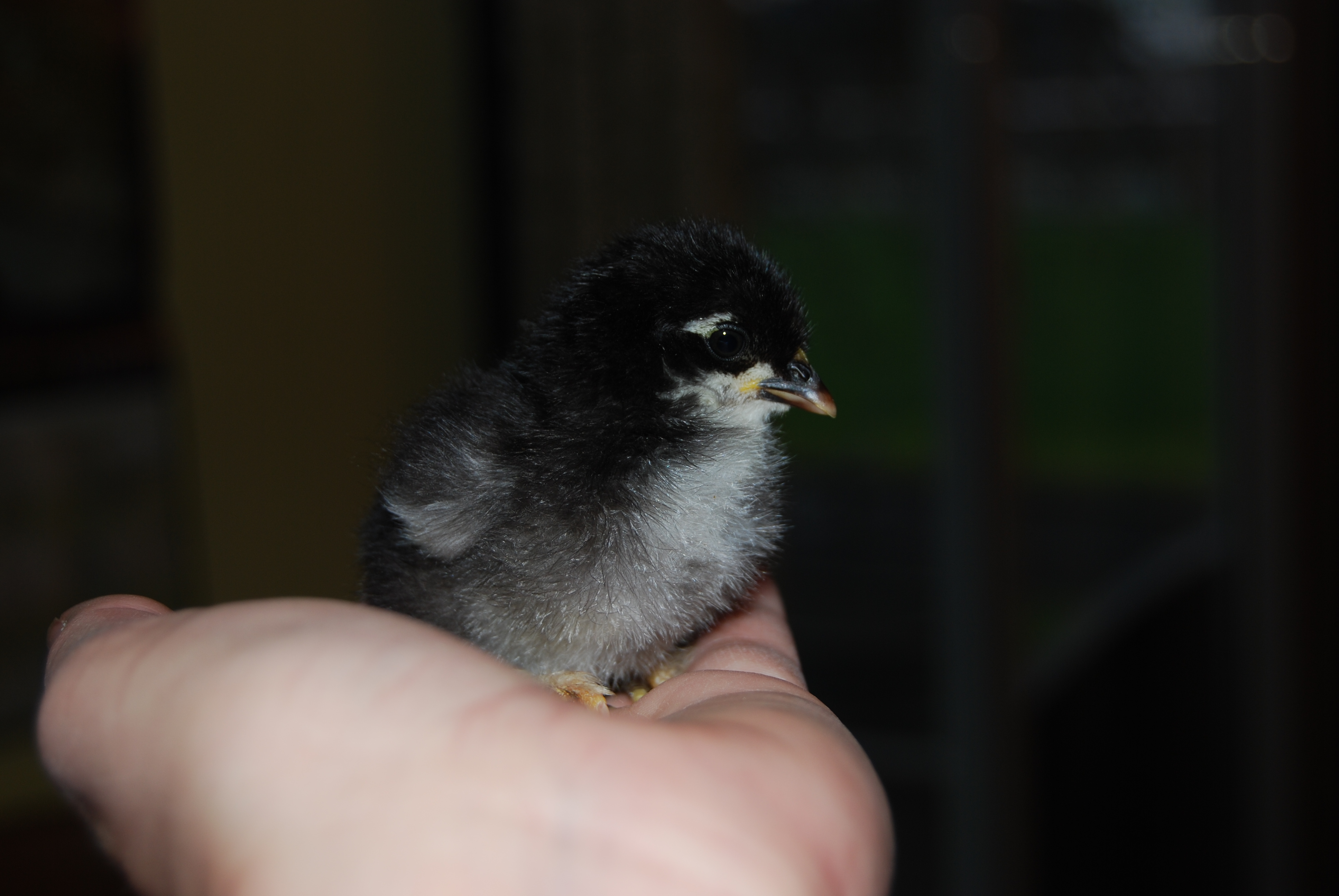 Zoria...frizzle