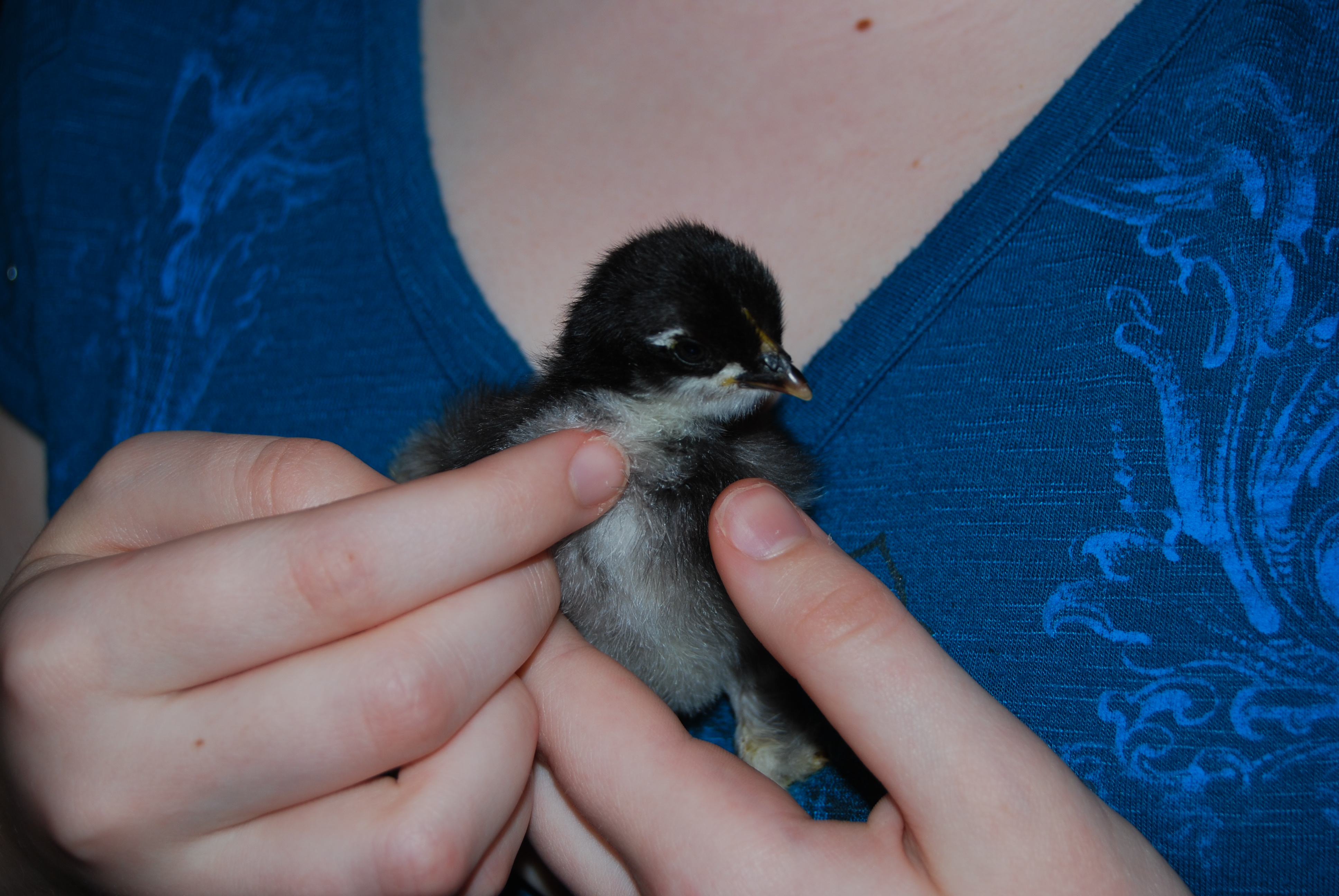 Zoria in my younger daughter's hands.
