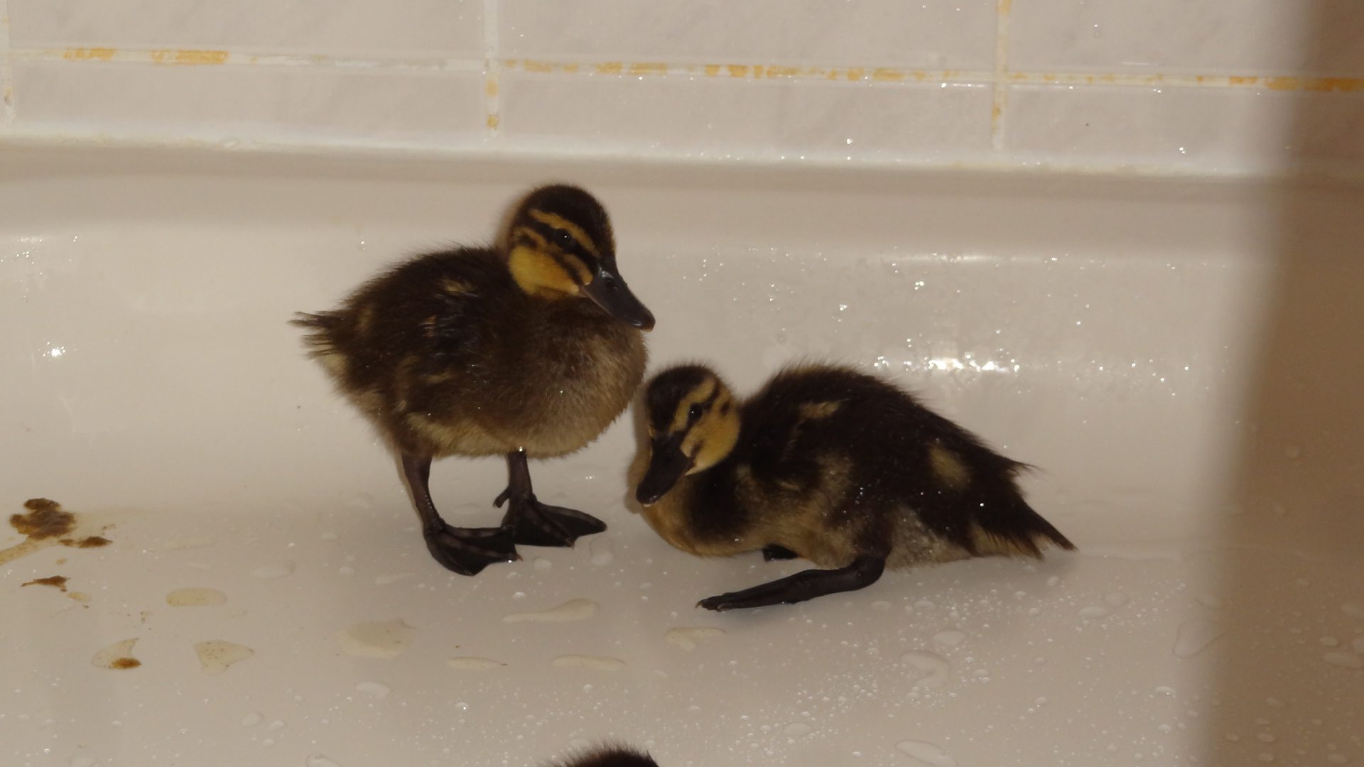 Zorro babies