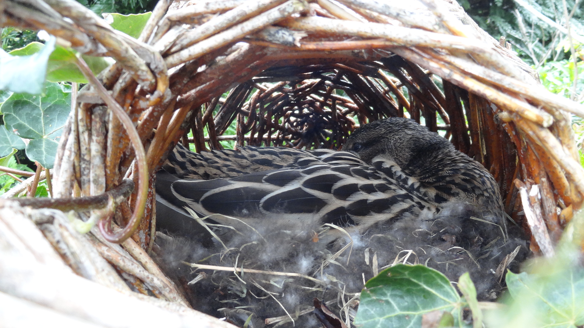 Zorro in the duck nesting basket
spring 2016