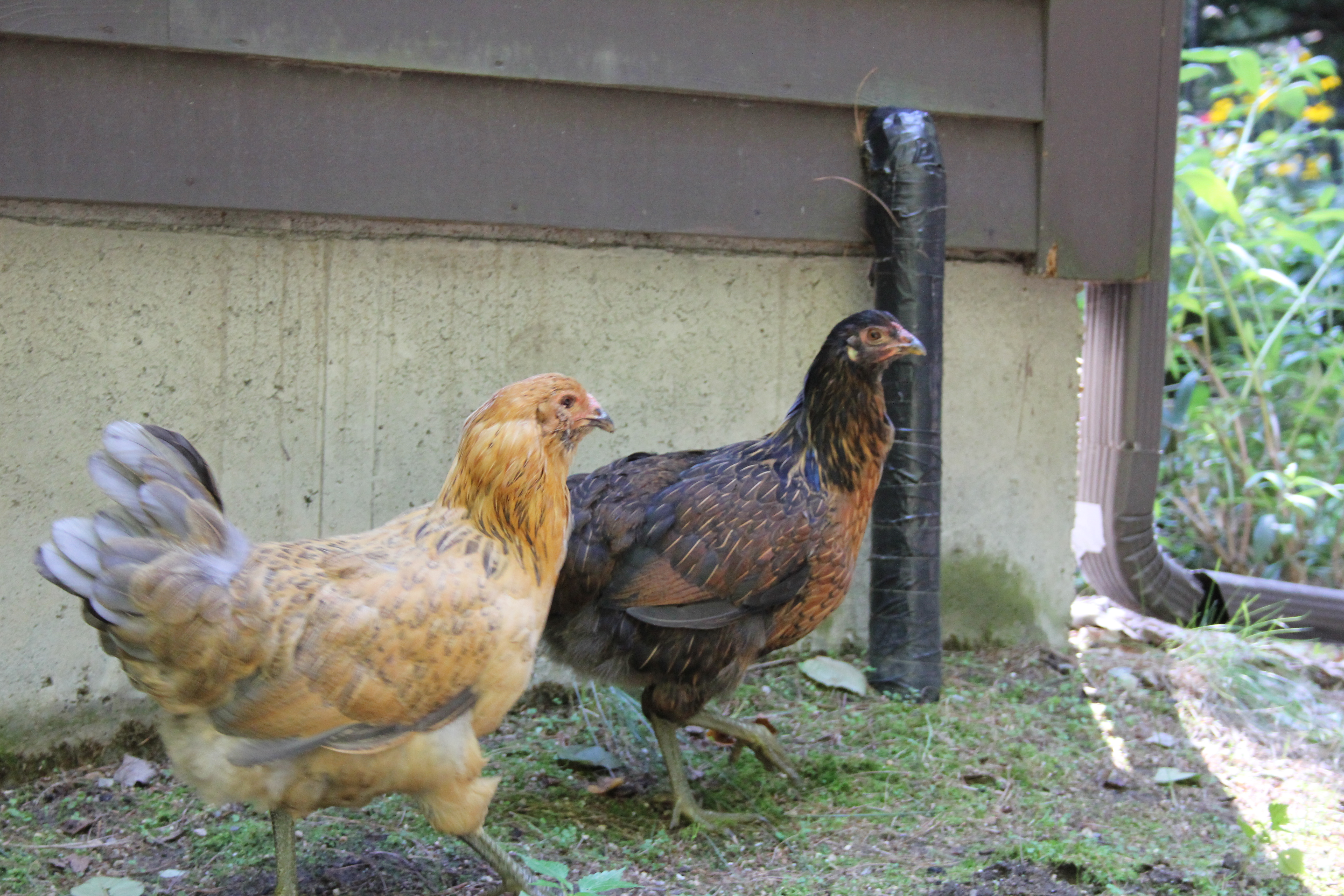 Zsa Zsa (the blonde) and Cookie