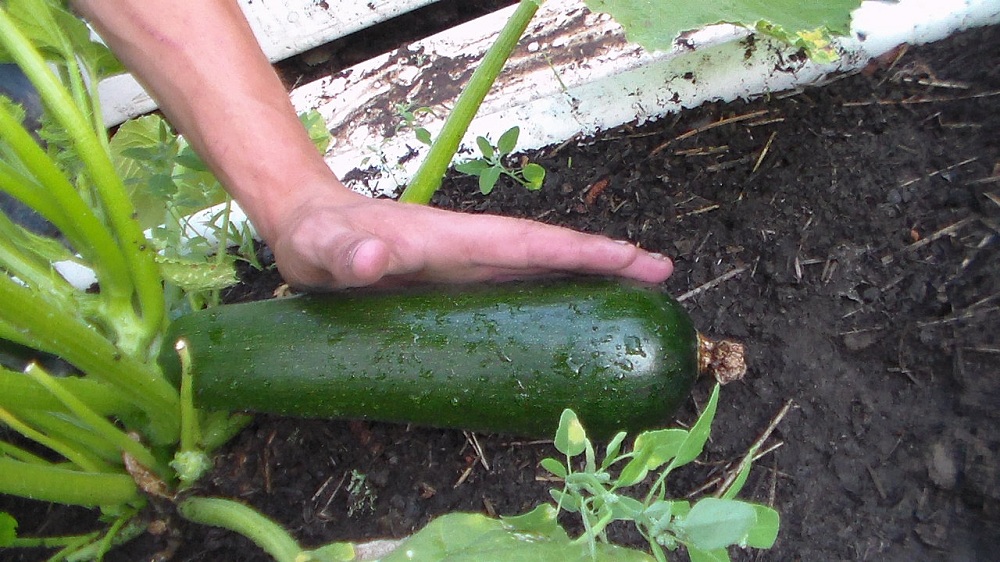 Zucchini 1