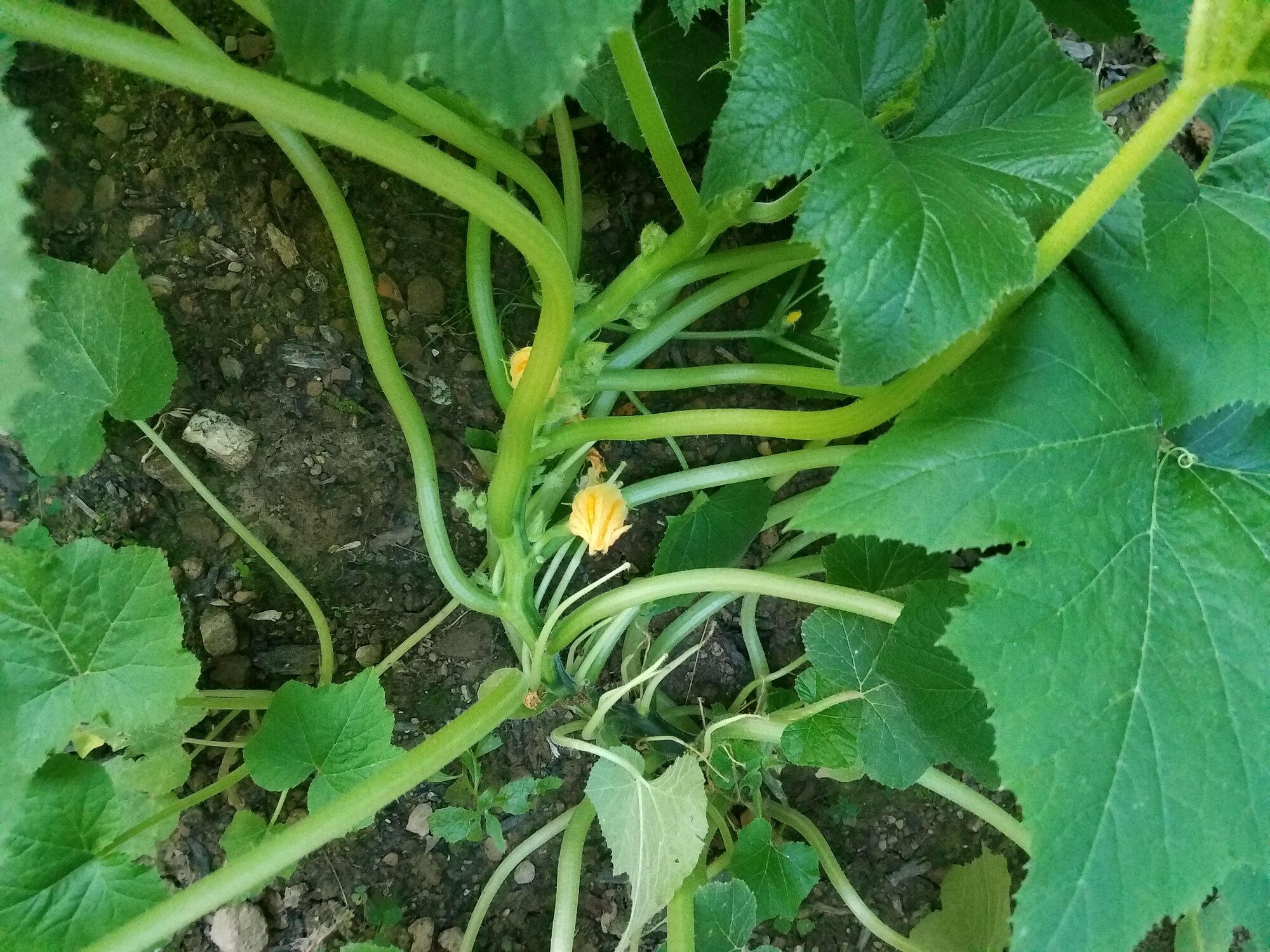 Zuccini plants with flowers and no mini-squashes growing