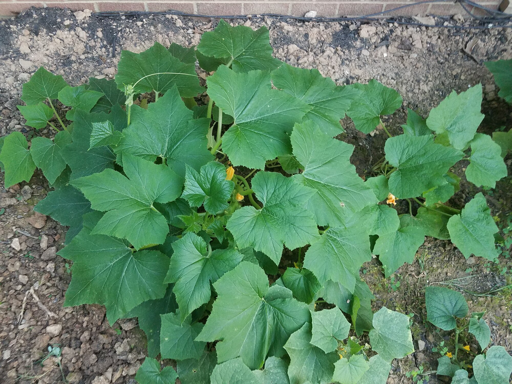 Zuccini plants