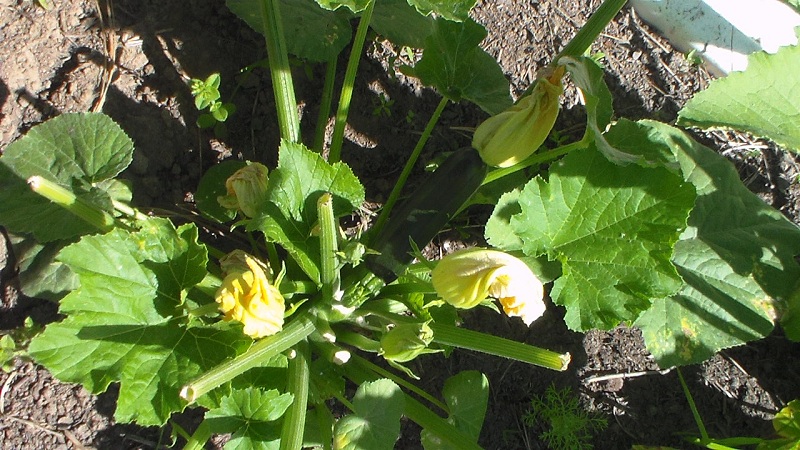 Zuchini 3