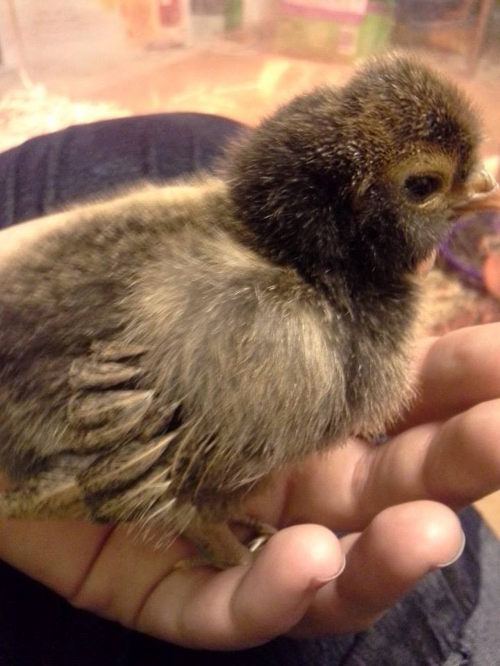 Zula Mae, a golden laced polish, was the sweetest little cuddle chick.  Now, she's a renegade who has to be in sleep mood to be held.  I still love her though. ;)