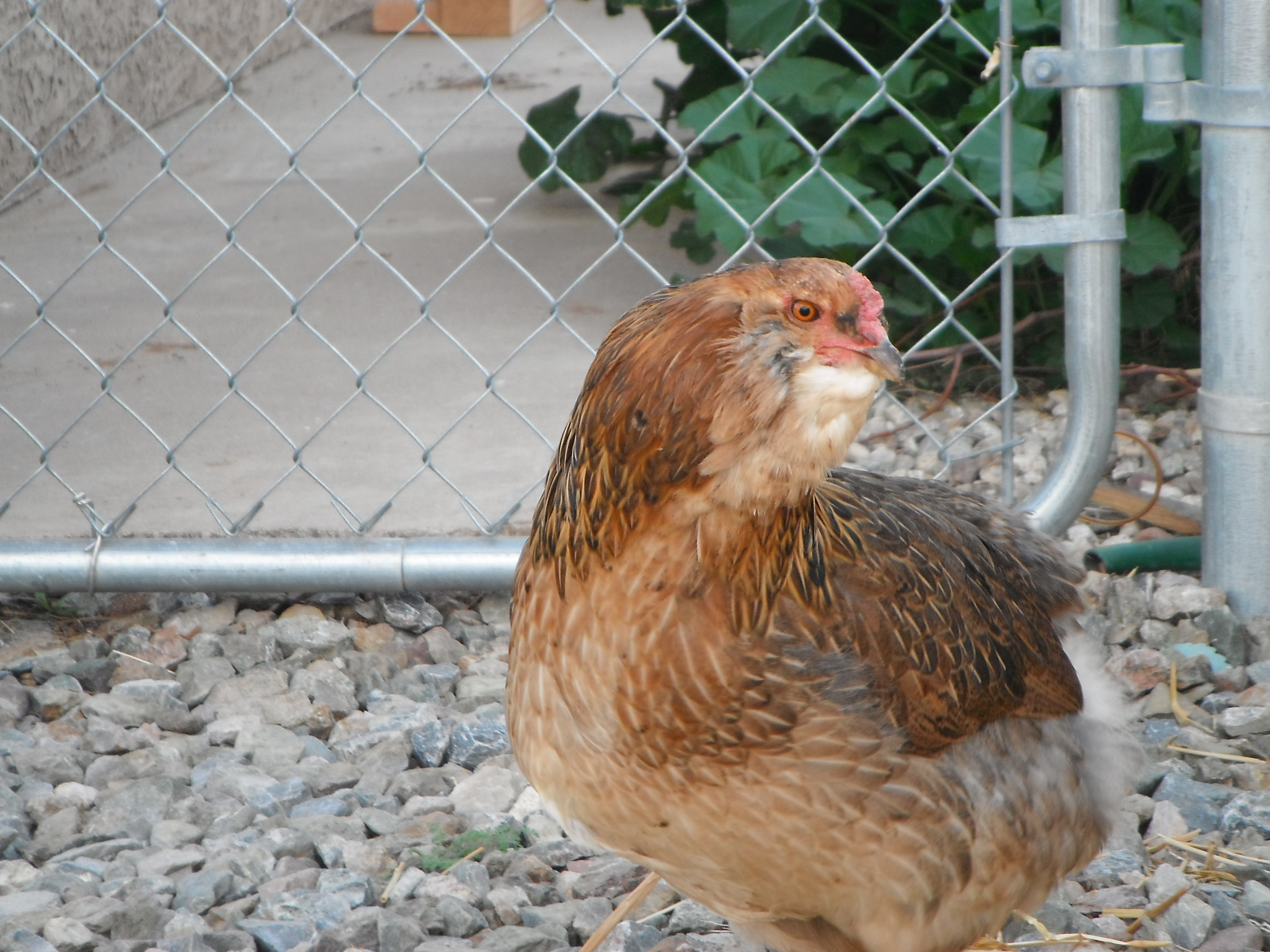 ZZ Top the only Ameruacana hen i have in town since the rest are reserved for breeding at the ranch.