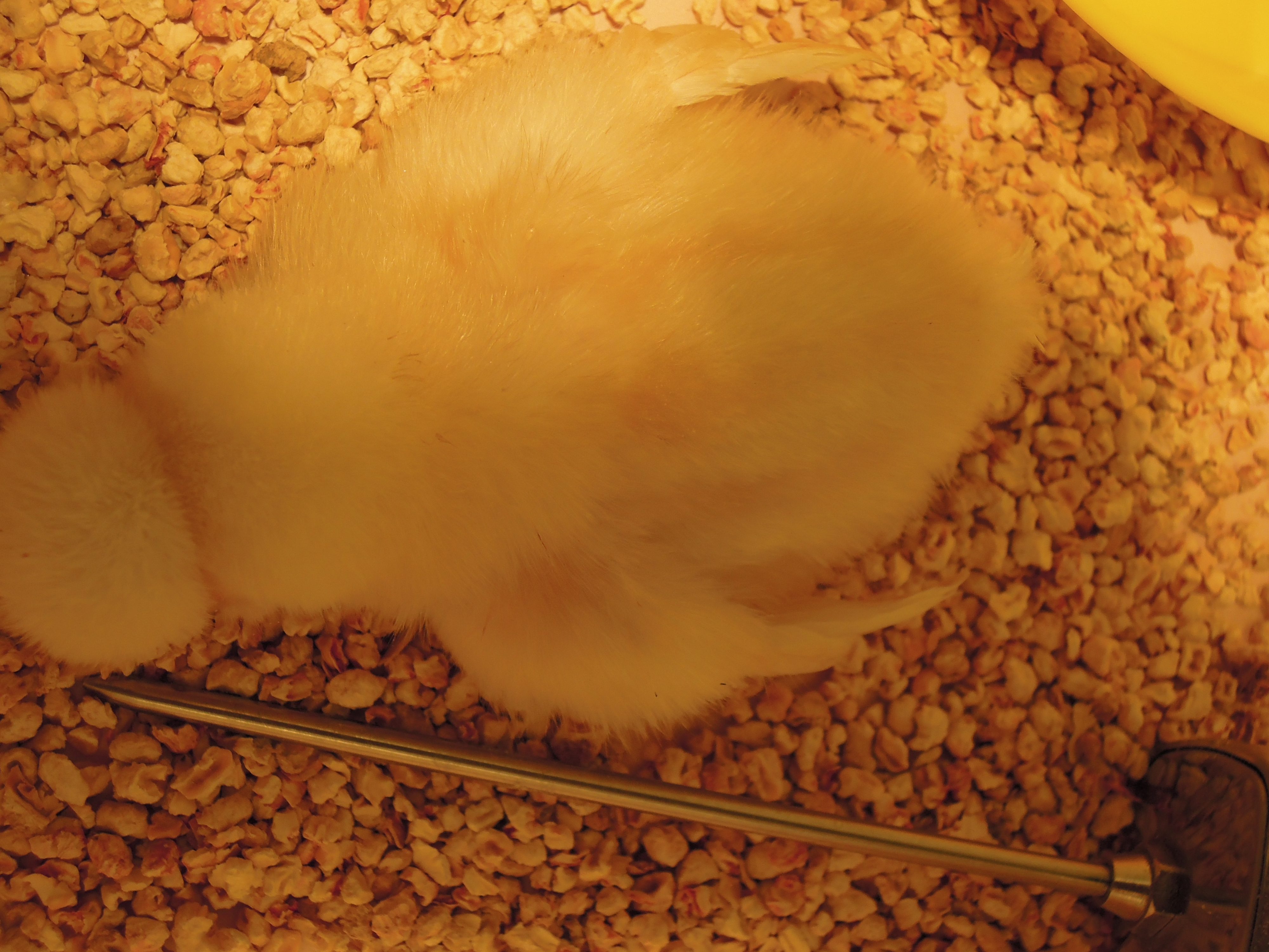 zzzzzz by the meat thermometer!