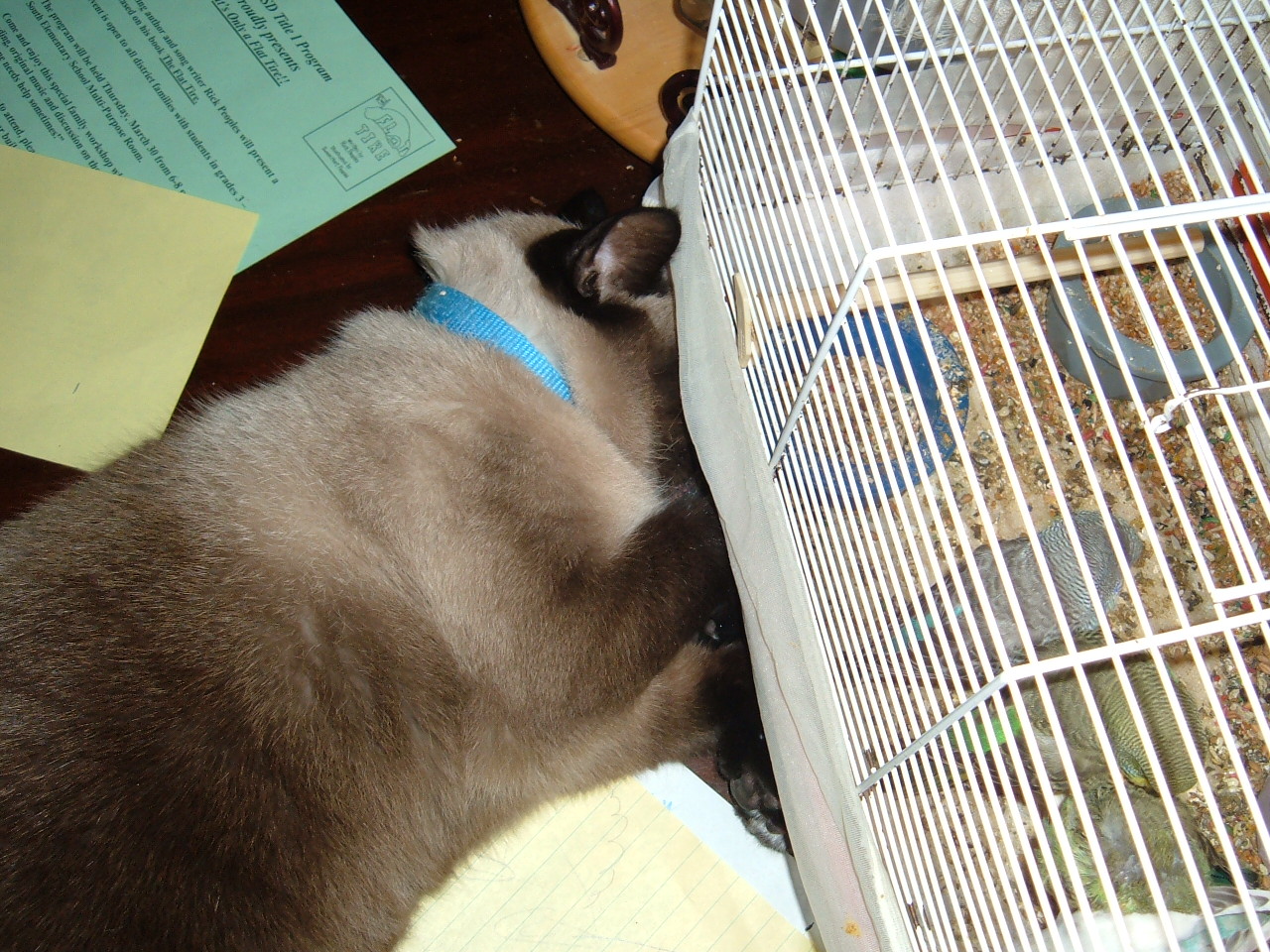 zzzzzzzzzzzzzzz Out Cold. My Siamese Cosmo on guard Duty.