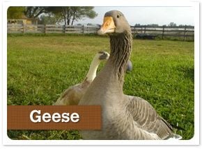 Geese